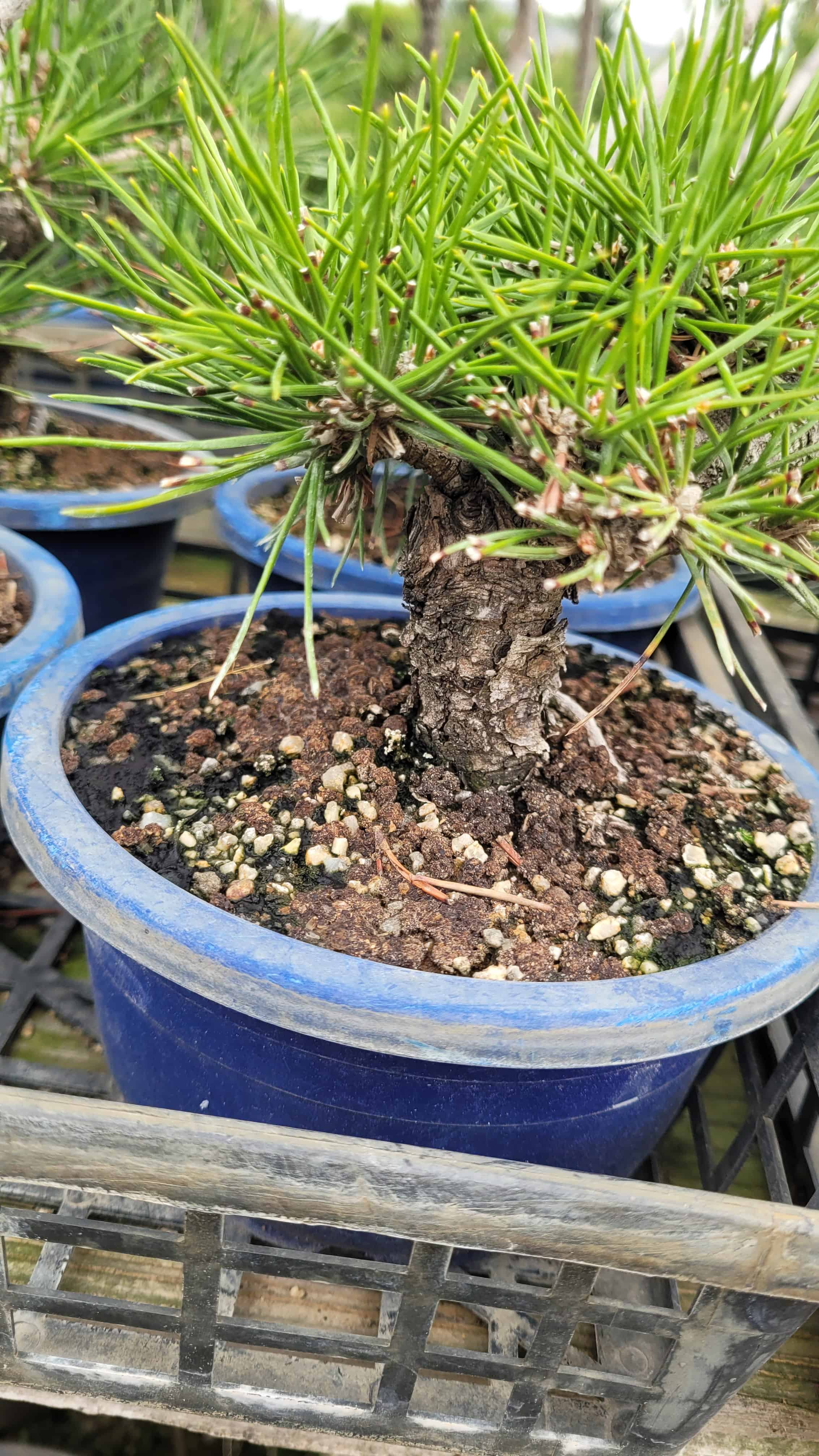 A growing bonsai tree from yoseien in Japan